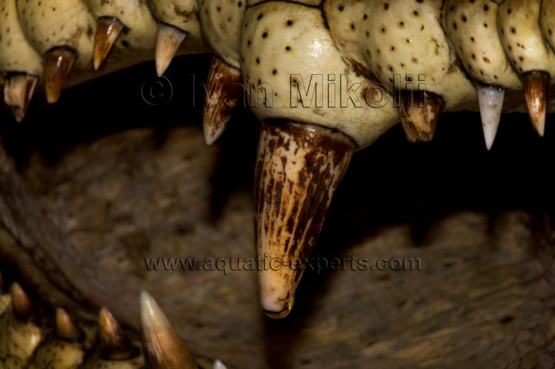 Cayman stock images